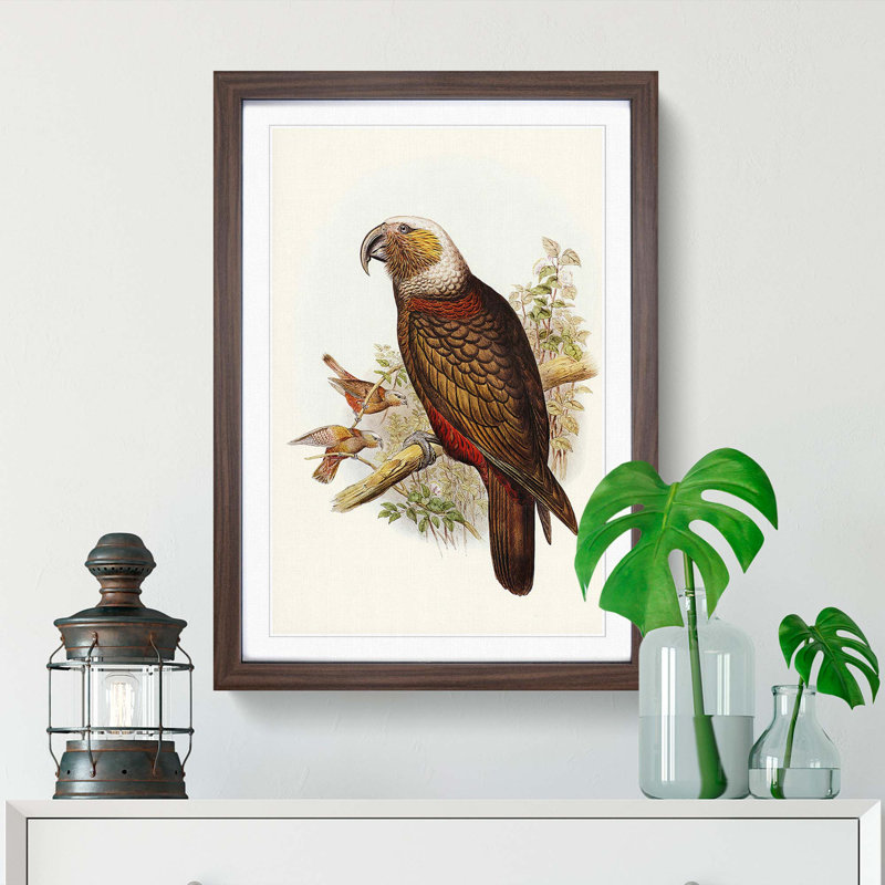 Ka-Ka Parrot by Elizabeth Gould - Picture Frame Graphic Art Print, 48cm H x 36cm W x 2cm D, Walnut Framed