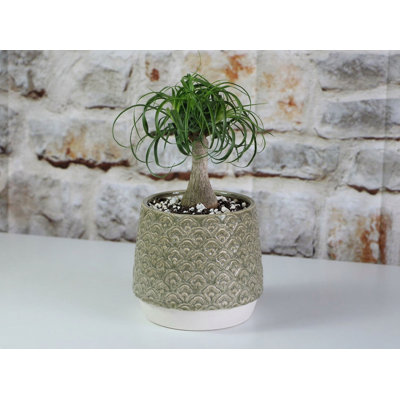 Petal Planter Cup