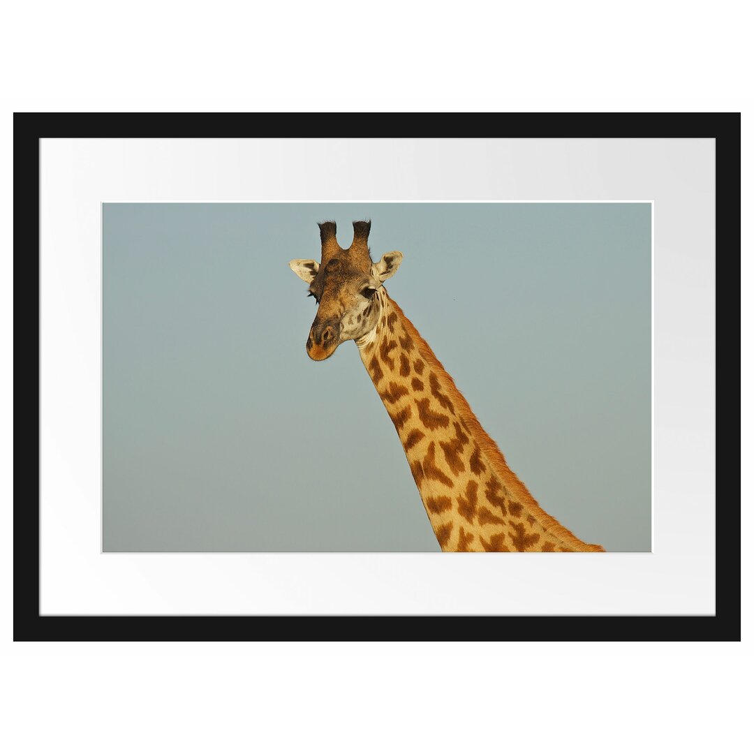 Gerahmtes Poster Majestätische Giraffe