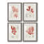 Vintage Coral Study I - Ensemble de 4 reproductions de cadres photo-1130742211-1130742210
