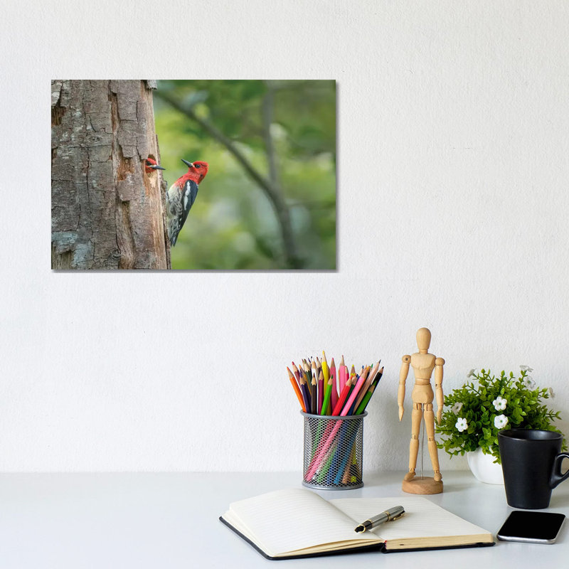 USA, WA. Red-Breasted Sapsucker (Sphyrapicus Ruber) Mated Pair at Their Nest in a Red Alder Snag. 1 Piece Wrapped Canvas Wall Art