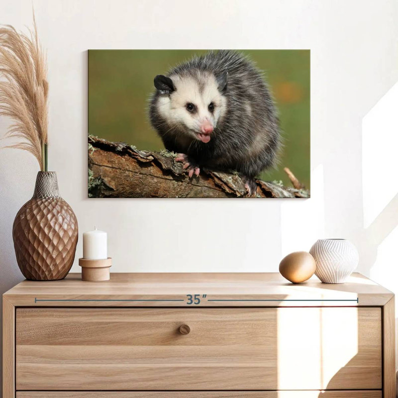 Brampt Angry Opossum, 8" H x 12" W