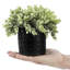 17cm Faux Eucalyptus Plant in Cement Pot