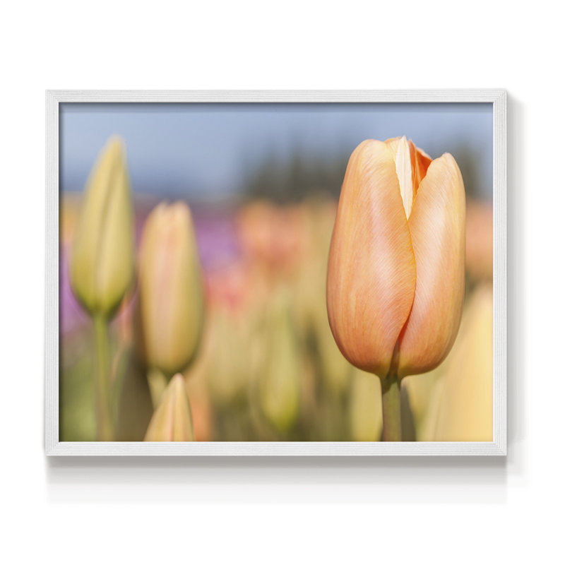 Opening to the Sun -Framed Print - Restickable, H 11 po x l 14 po, Blanc