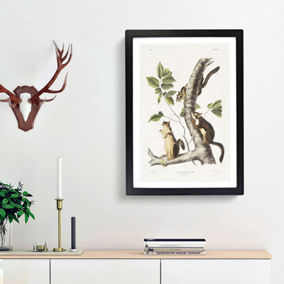Douglass's Squirrels by J.W. Audubon - Picture Frame Painting Print