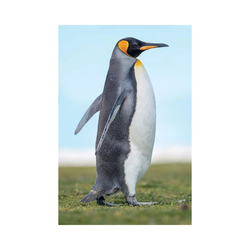 King Penguin On Falkland Islands. by Martin Zwick - Wrapped Canvas Print, 152.5 cm H x 101.5 cm W