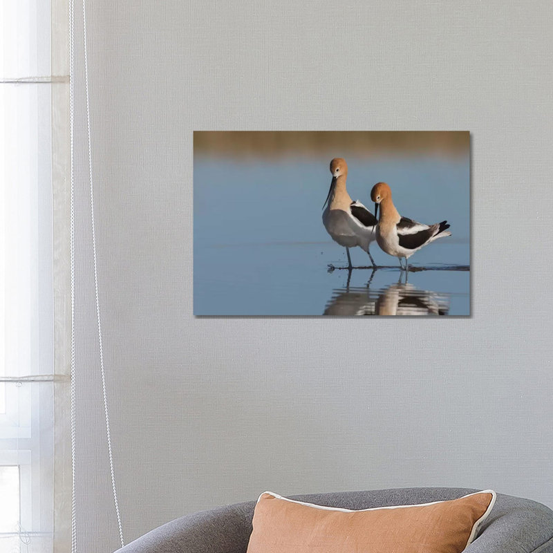 American Avocet Pair Courtship 1 Piece Wrapped Canvas Wall Art, 66.04 cm H x 45.72 cm W x 3.175 cm D