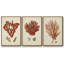 Ensemble de 3 toiles tendues Shell Collection-1798601473-1798601475