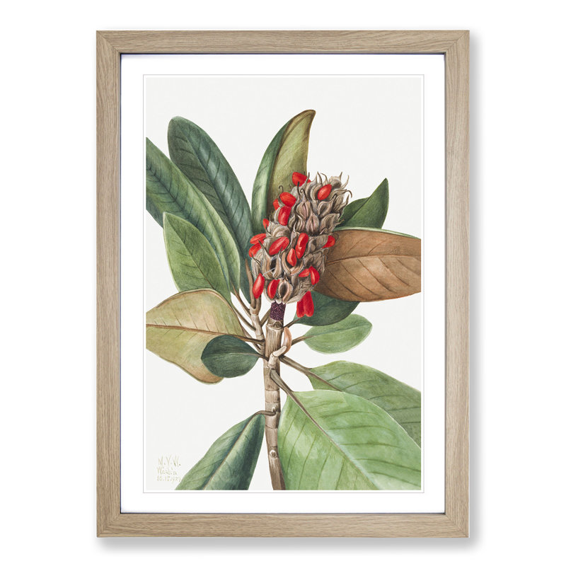 Southern Magnolia Vol.1 by Mary Vaux Walcott - Picture Frame Painting, 48cm H x 36cm W x 2cm D, Oak Framed