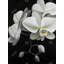 Housse de couette White Orchid - Élégante décoration de chambre botanique
