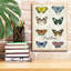  «Beautiful Papillon Study A» par Jean Plout, art mural sur toile, 12 po x 16 po-1707702656