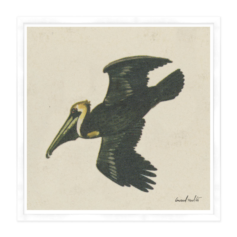 Pelican Print, White