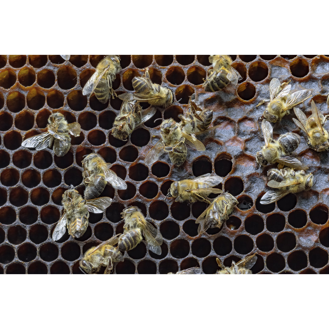 Tote Bienen - Kunstdrucke auf Leinwand - Wrapped Canvas