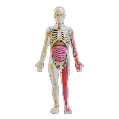 Human Body Model with Tray Tweezers Glow-in-the-dark Removable Human Torso Anatomy Teaching Aid School Students Organs Bones Learning Educational Toy