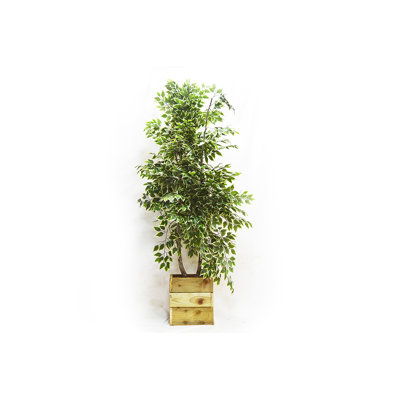 250cm Faux Birch Tree in Wood Planter