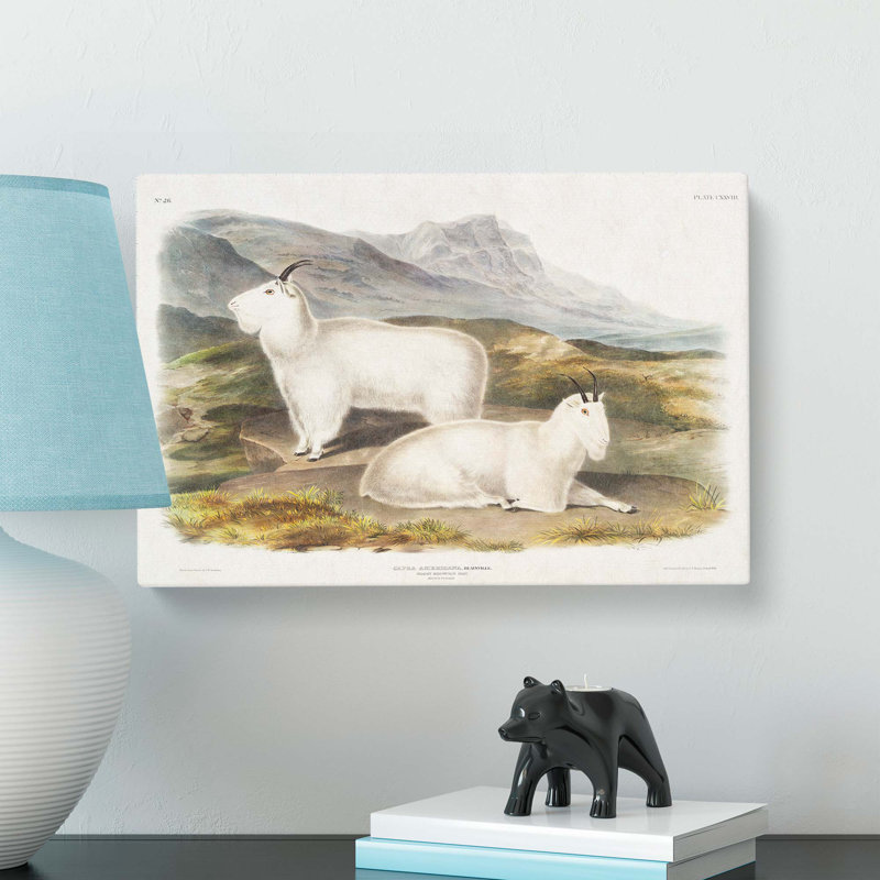 Rocky Mountain Goats by J.W. Audubon - Wrapped Canvas, 35cm H x 50cm W x 3cm D