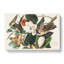 Black-Billed Cuckoo Birds by John James Audubon - Wrapped Canvas-55371301