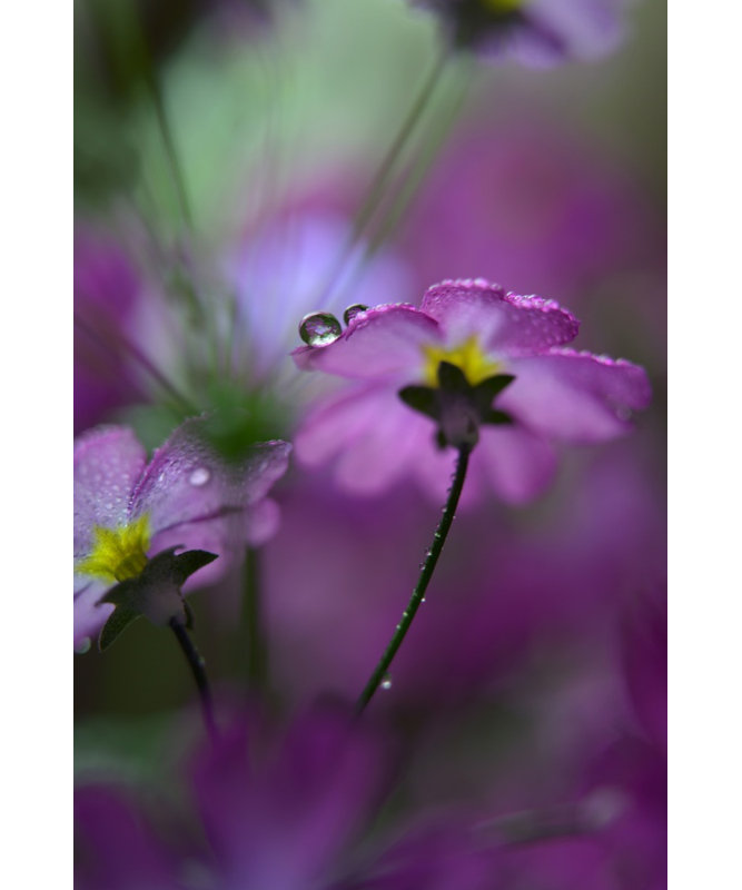 Wrapped Canvas Print, 76.2 cm H x 50.8 cm W