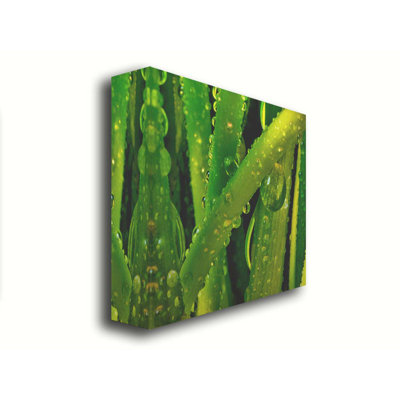«Early Morning Greens» par Hal Halli. Estampe numérique