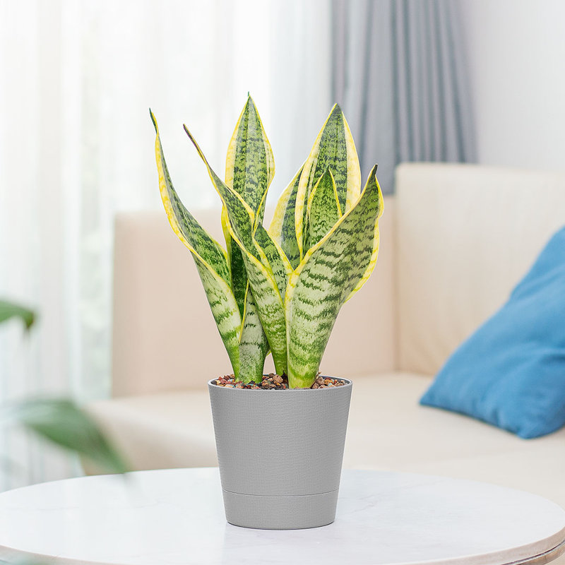 Golden Edge Sansevieria Snake Plant in 6-Inch Pot