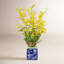 Oncidium Orchid In Pot