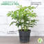 Live Arboricola Plant