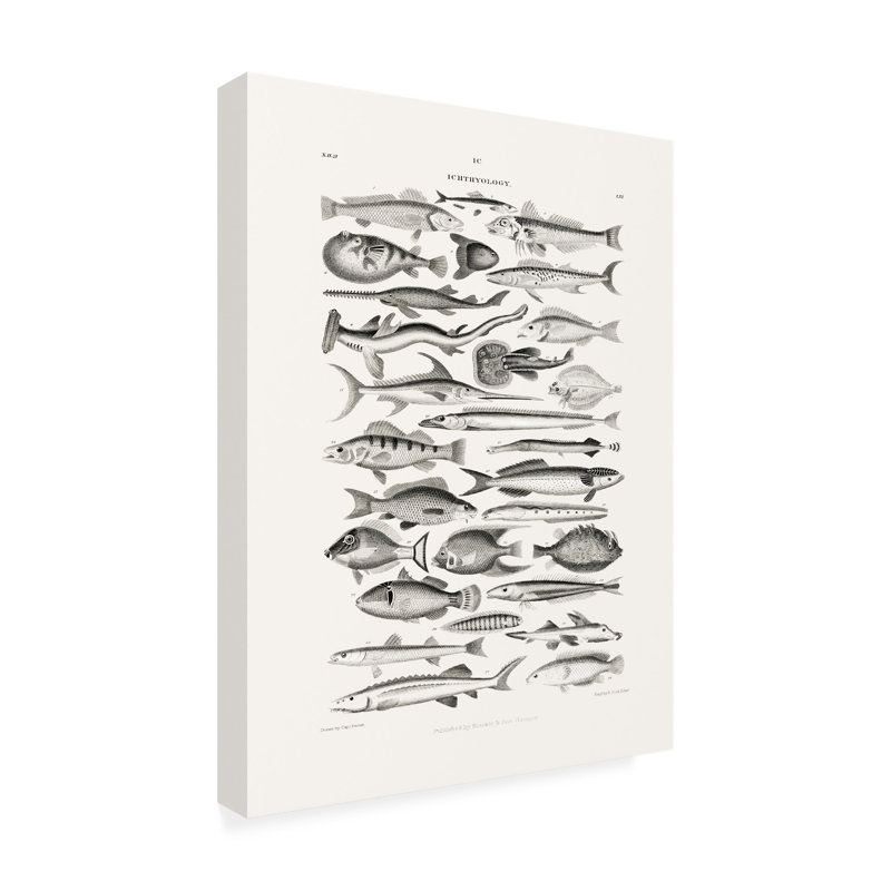 Art sur toile Oliver Goldsmith Sealife I, H 32 po x l 24 po