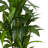 Larson 48 " H Faux Dracaena Tree in Plastic Planter