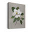 Magnolia botanique - reproduction d'art sur toile tendue-1661912568