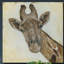 Motif de girafe - reproduction sur toile tendue-2075276054