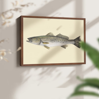 «Saltwater Species II», reproduction encadrée