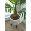 Palmier artificiel Luisana en pot-427482125