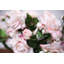 Arrangement floral rosé rose