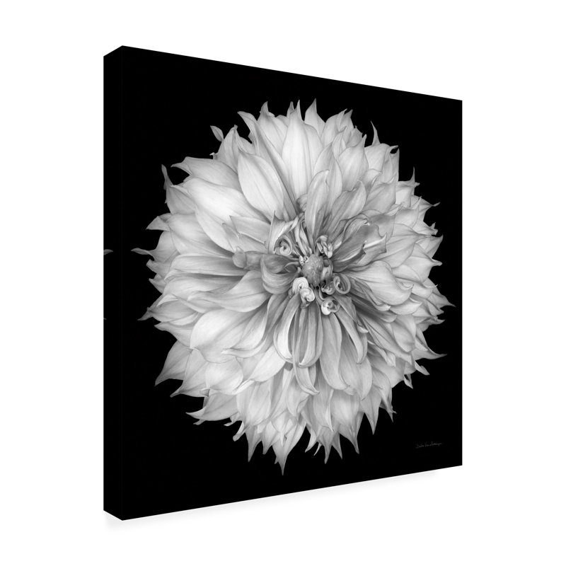  Art mural sur toile Debra Van Swearingen Dahlia I, Noir, H 14 po x l 14 po