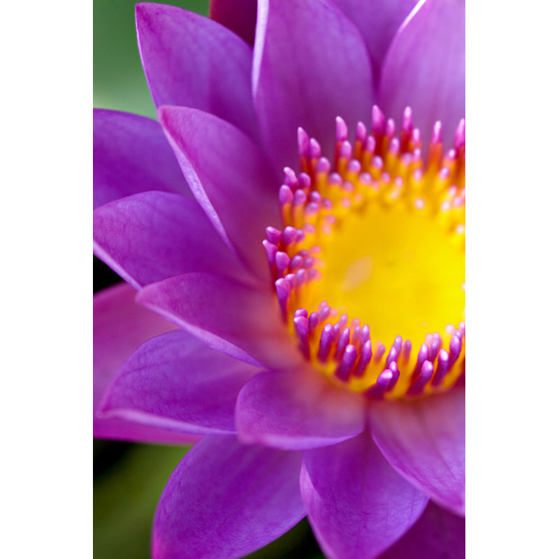 Water Lily Lotus by Indianeye - Wrapped Canvas Print, 46cm H x 30cm W x 3.8cm D