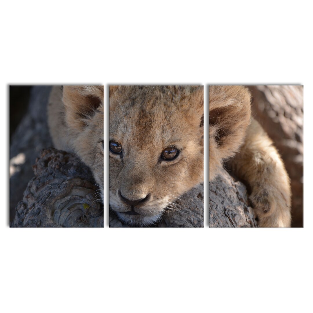 3-tlg. Leinwandbilder-Set Sweet Lion Cub