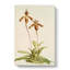 Magnolia Flowers Illustration Tab.38 by Frederick Sander - Wrapped Canvas-55309900