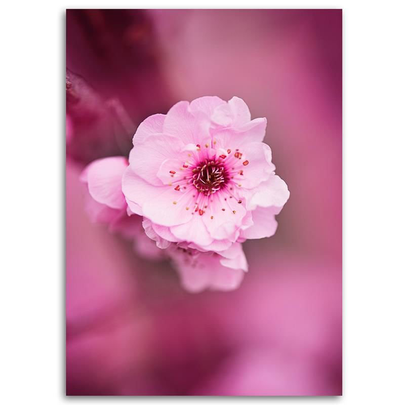 Leinwandbild Kirschblüte auf rosa Hintergrund