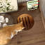 Enceinte de litière pour chat avec tiroir et escalier-906775246