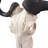 Real Wildebeest Antelope Skull