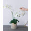 Orchidée rayée en pot