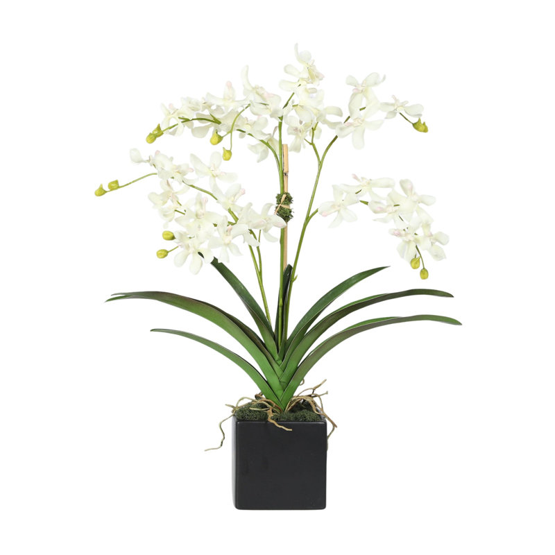 Faux Orchid Plant In White Vase, White, Black