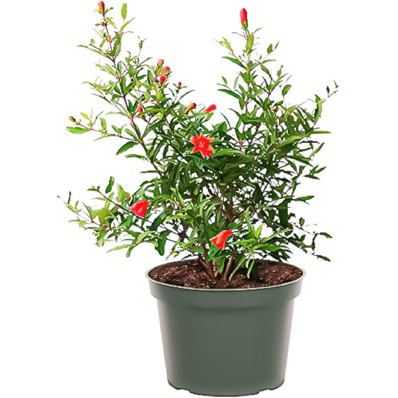 American Plant Exchange Dwarf Pomegranate Tree, Live Fruiting Plant, 6