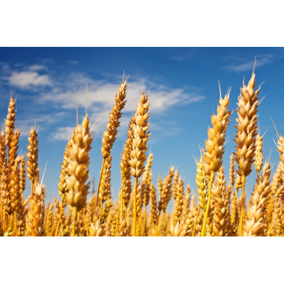 Wheat Field by Sankai