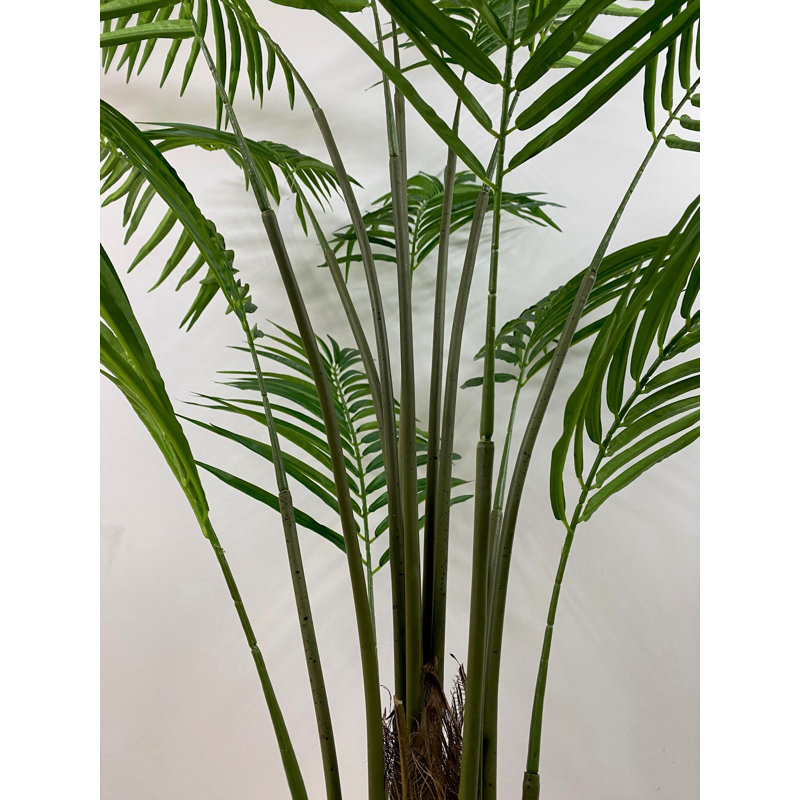 Palmier Areca 6 pi