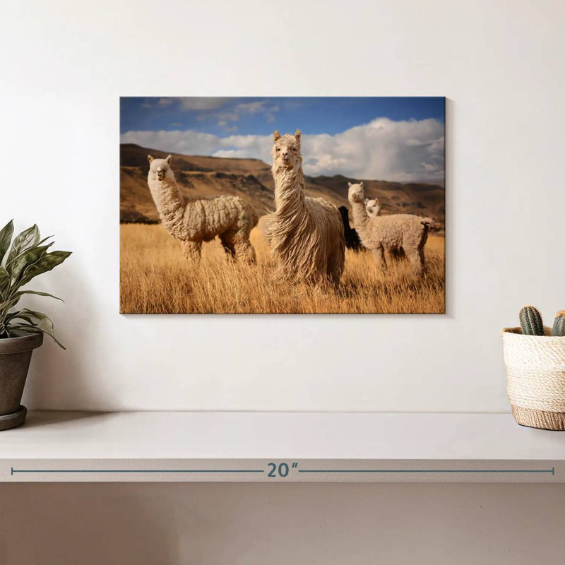 Andes Alpacas