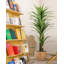 Arbre artificiel artificiel 78,74 po Dracaena-1884110529