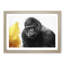 Silverback Gorilla with Golden Flash - Picture Frame Painting Print-55619276-55619283