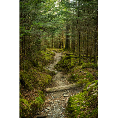 Trail Cuts Through Mossy Forest Floor - Wrapped Canvas Print