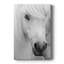 Island Pony I - galerie sur mesure-403632251